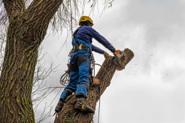 Best Emergency Tree Service  in Colma, CA